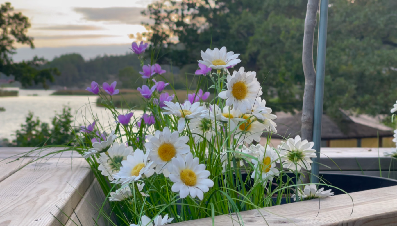 Algots på Udden Blomkruka med vita prästkragar och lila blommor vid en sjö med träd i bakgrunden.