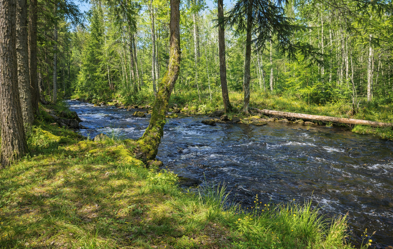 En lugn bäck som rinner genom en grönskande skog med soligt ljus.