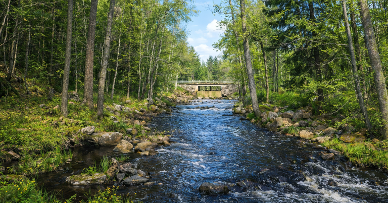 En stilla bäck rinner genom en grönskande skog med ljusblå himmel.