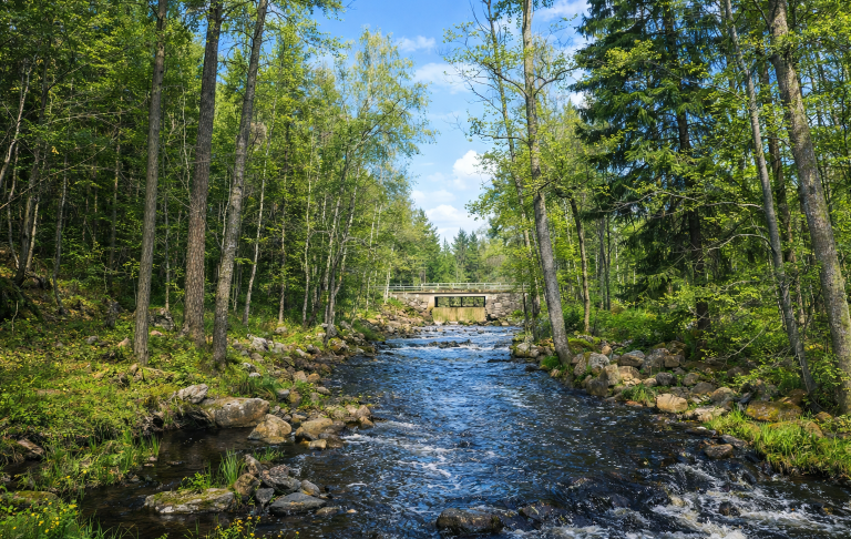 Liten vattenström omgiven av grönskande träd och buskar. Blå himmel i bakgrunden.