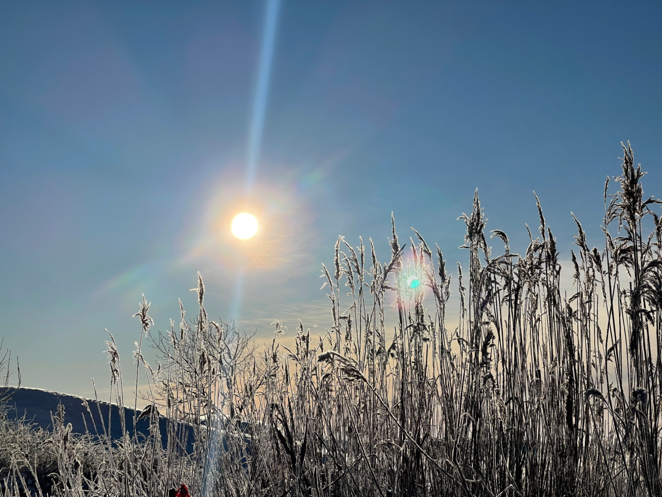 Vinter Vass Solen strålar ned över frostat gräs och en klar himmel.