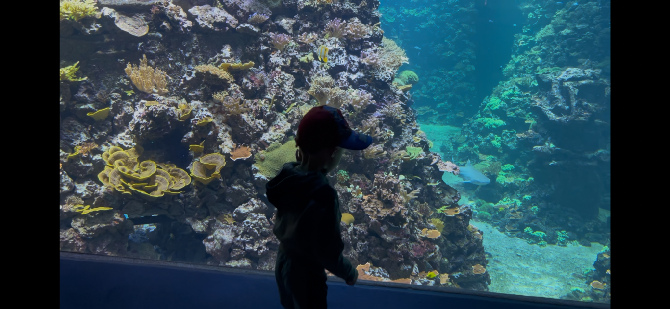 Akvariet Liten pojke i silhuett framför ett akvarium med färgglada fiskar och koraller.