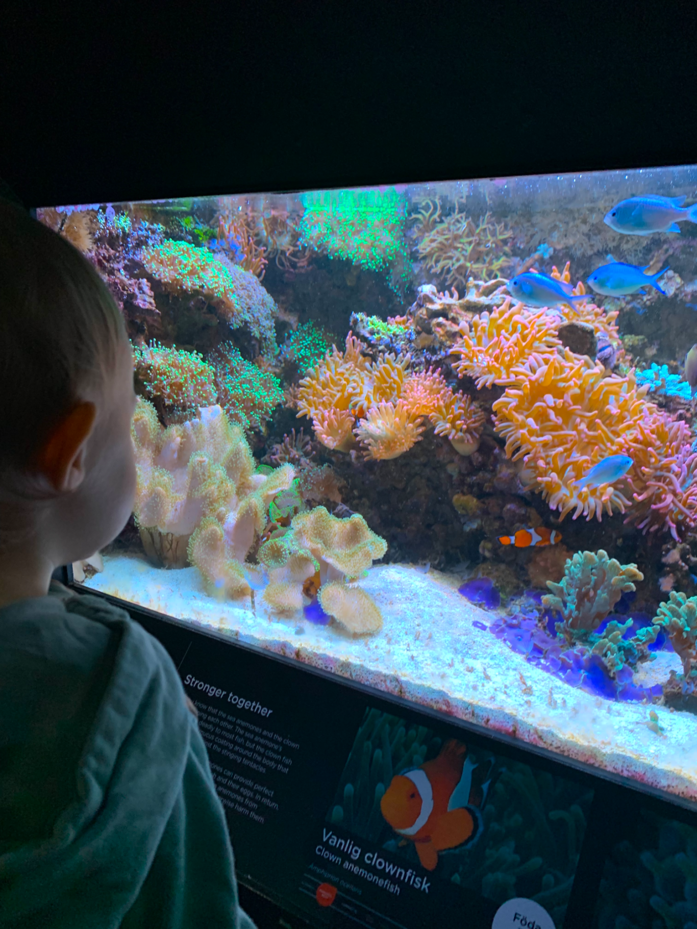 Akvariet på Universeum Ett barn står och tittar på ett färgglatt korallrev i ett akvarium.