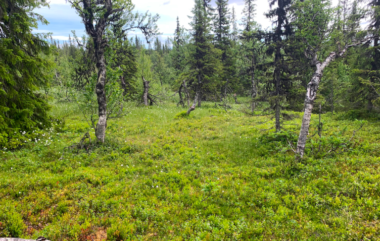 Denspillande skog med björkar och tätt grönska i en klar och öppen miljö.