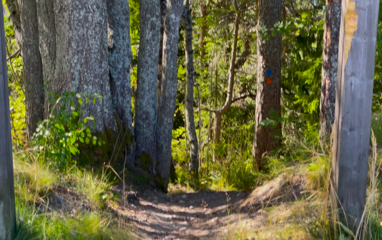 Stig genom skog med träd och grönska på båda sidor.