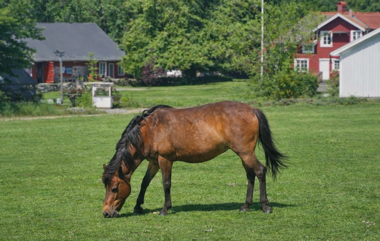 En brun häst betar gräset på en grön äng med hus i bakgrunden.