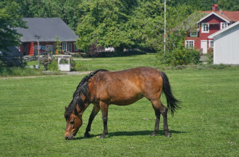En brun häst betar på en grön äng, omgiven av hus och träd.