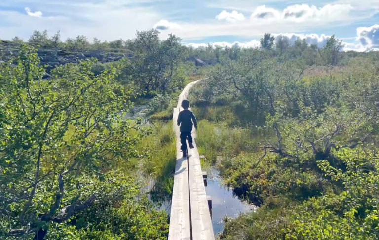 En person går på en träbro genom en grönskande våtmark.