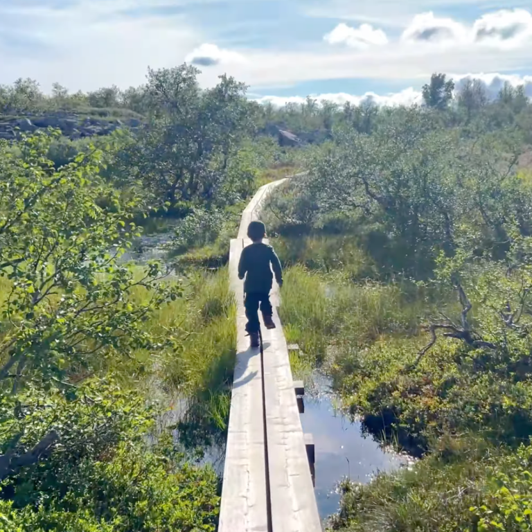 En person går på en träbro genom grönskande landskap och våtmarker.