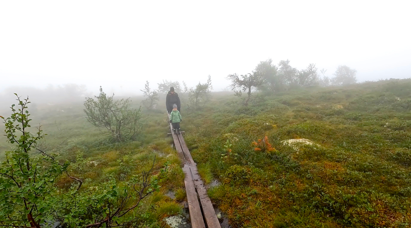 Dimman på Fulufjällets Nationalpark Person som går längs en bräda genom dimmig, mossig terräng.