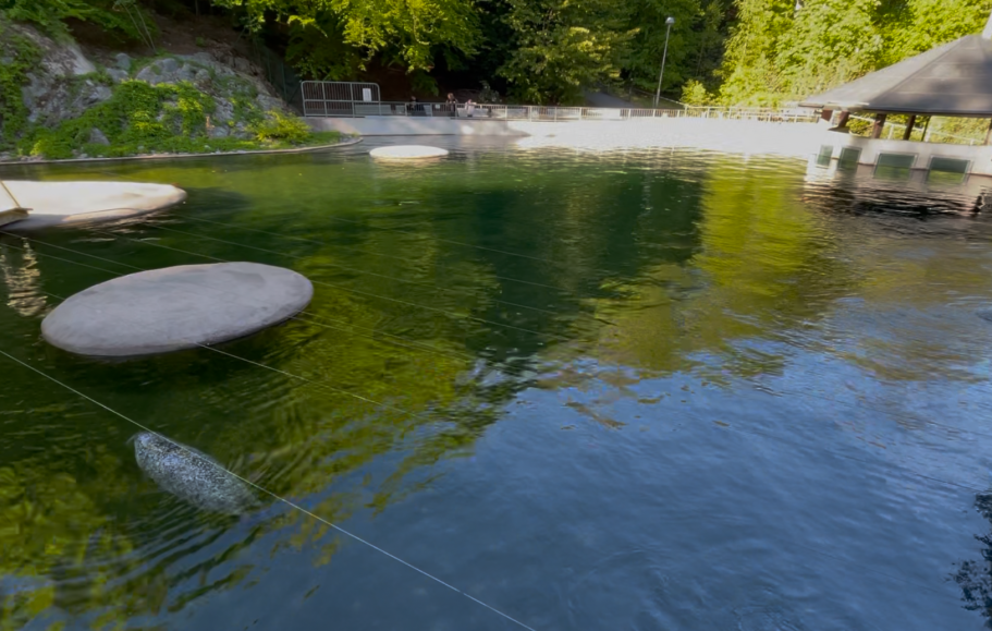 Grönskande omgivning med stilla vatten och stora stenar vid en pool. Sällar som simmar under ytan en varm sommardag.