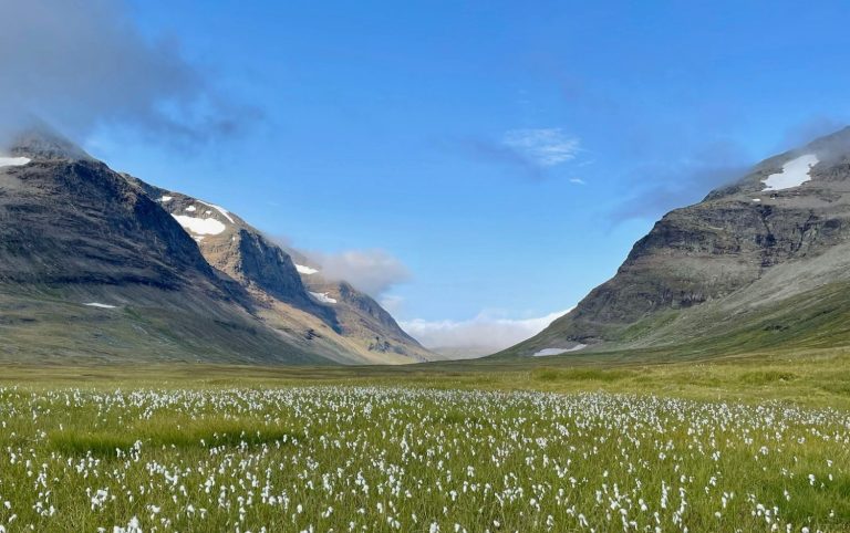 Fjällandskap med gröna ängar och blommande vita växter under en klar blå himmel.