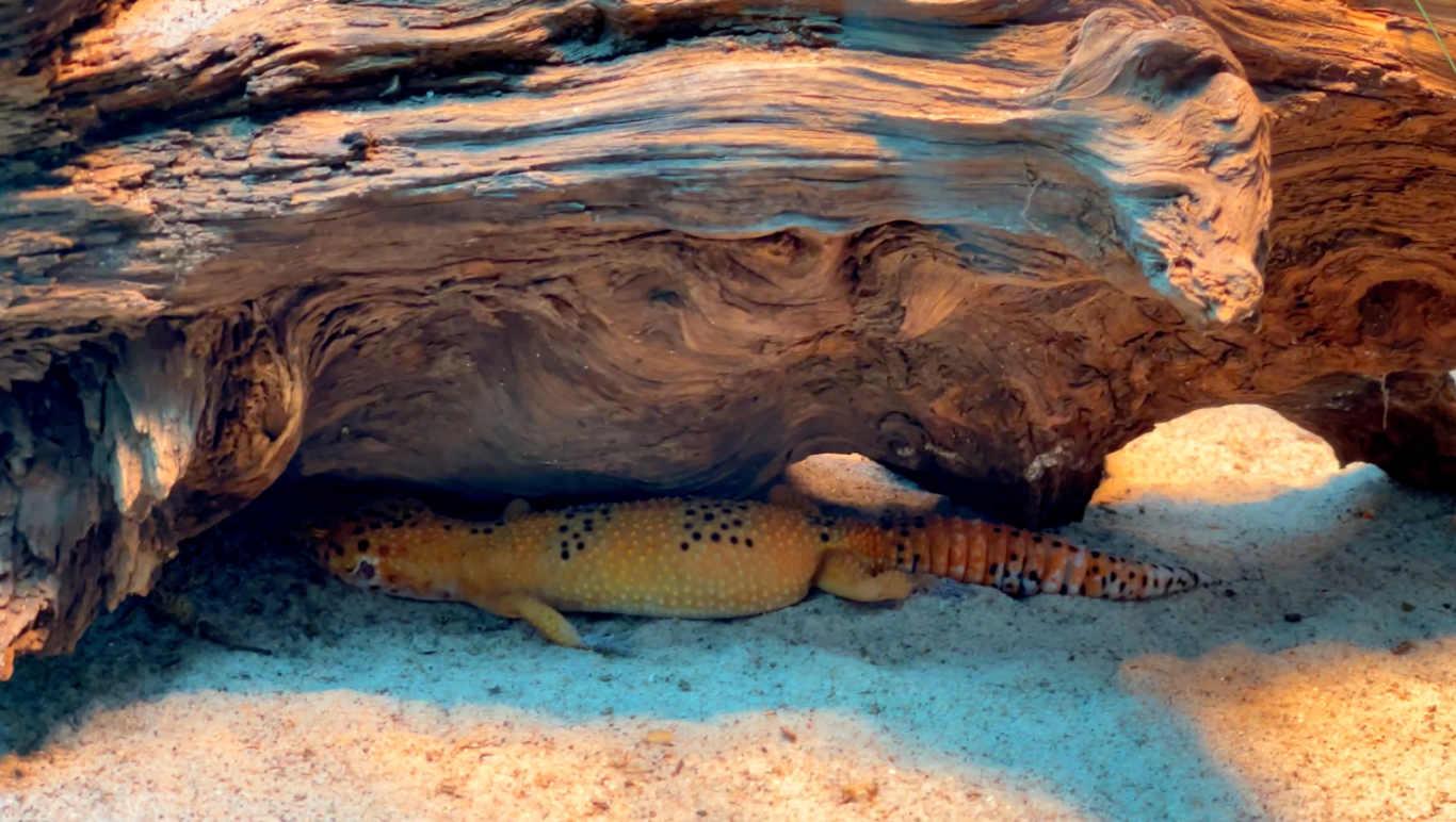 Varbergs Tropikarium