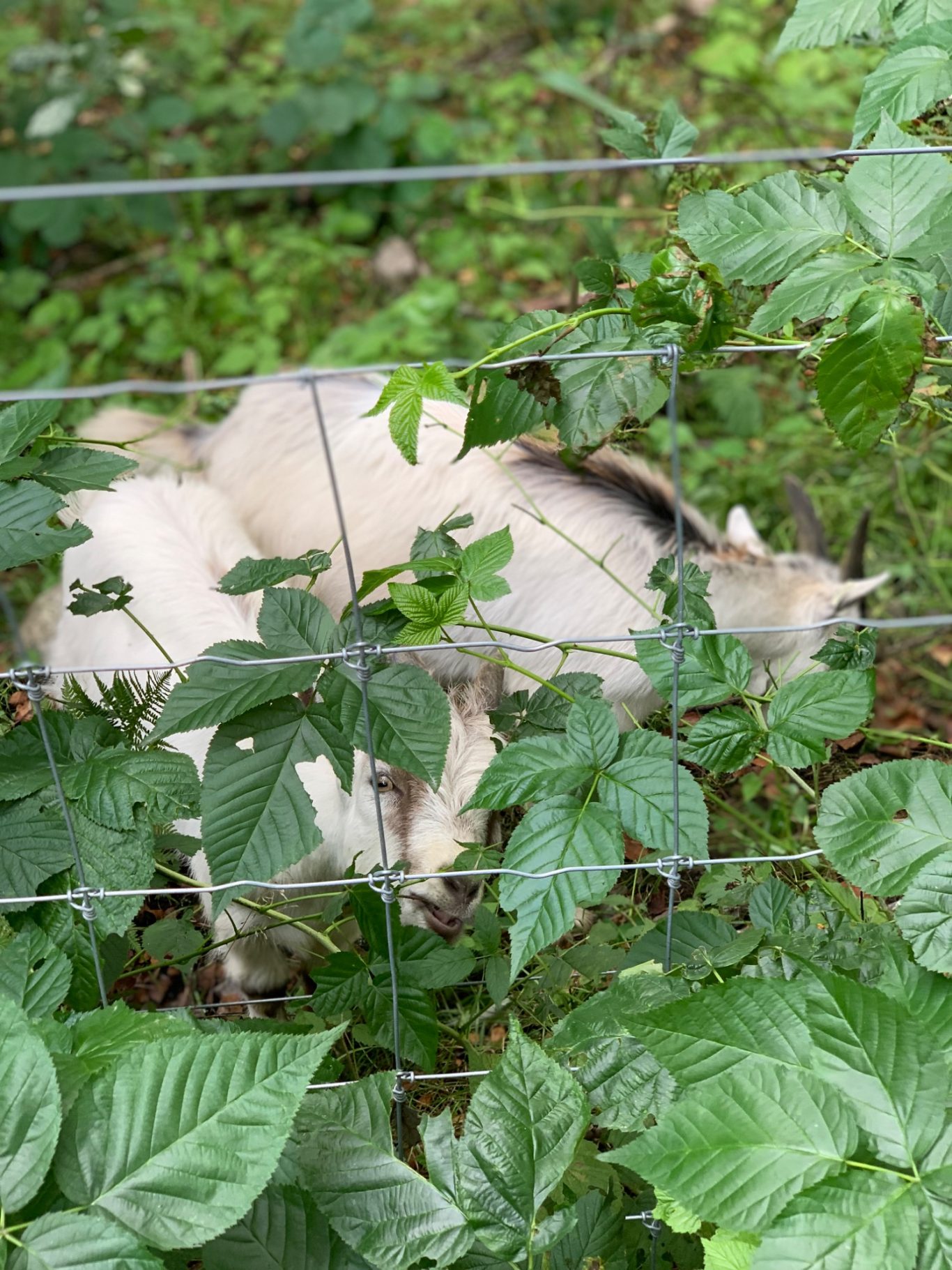 Get I hage En vit get som vilar i grönskande vegetation.