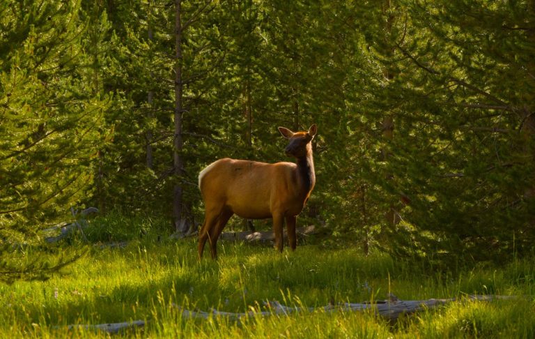 En älg står bland träden i en grönskande skog.