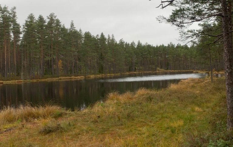 Lugnt skogsområde med en spegelblanka sjö och omgivande träd.