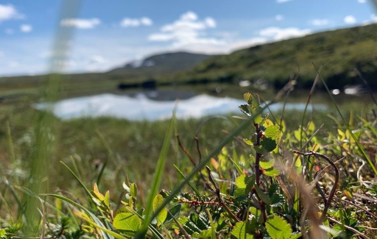 Grön vegetation vid en spegelblanka damm med fjäll i bakgrunden.