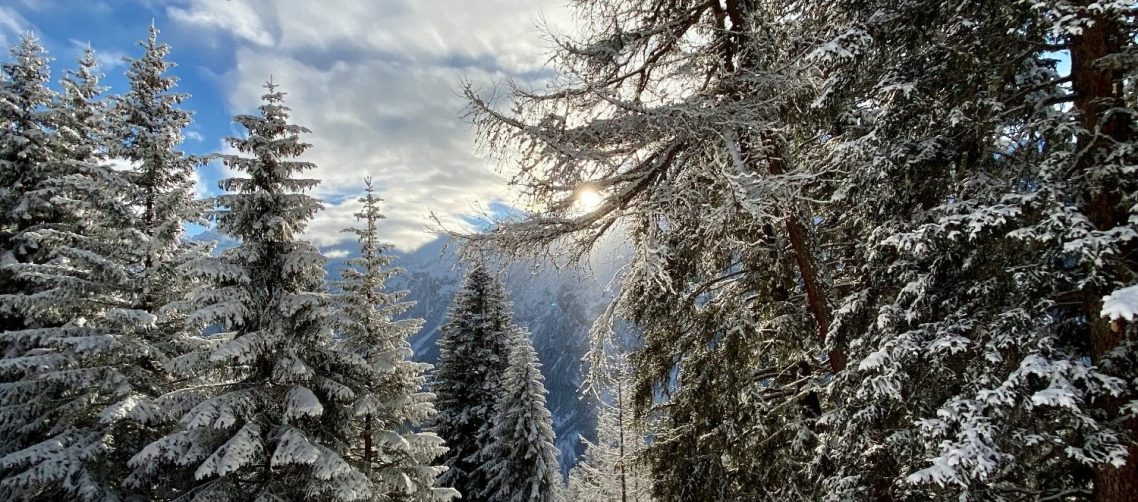 Snöklädda träd i en fjällskog med dimma som skapar en stämningsfull atmosfär.