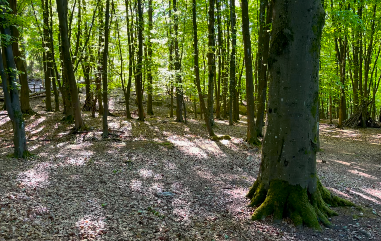 Lummig skog med träd och solstrålar som skapar skuggor på marken.