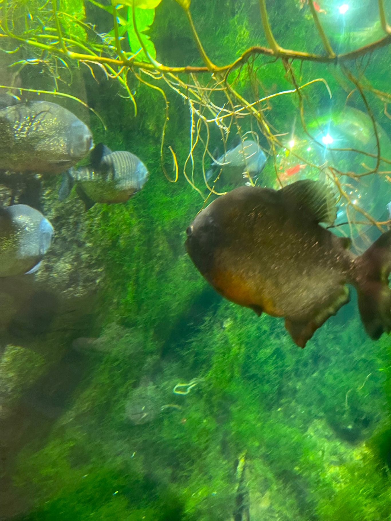 Pirayor Flera fiskar simmar i klart vatten omgiven av gröna växter och ljusreflexer.