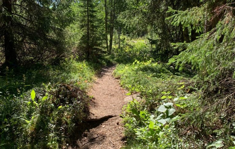 En smal stig genom grönskande skog med träd och buskar på sidorna.