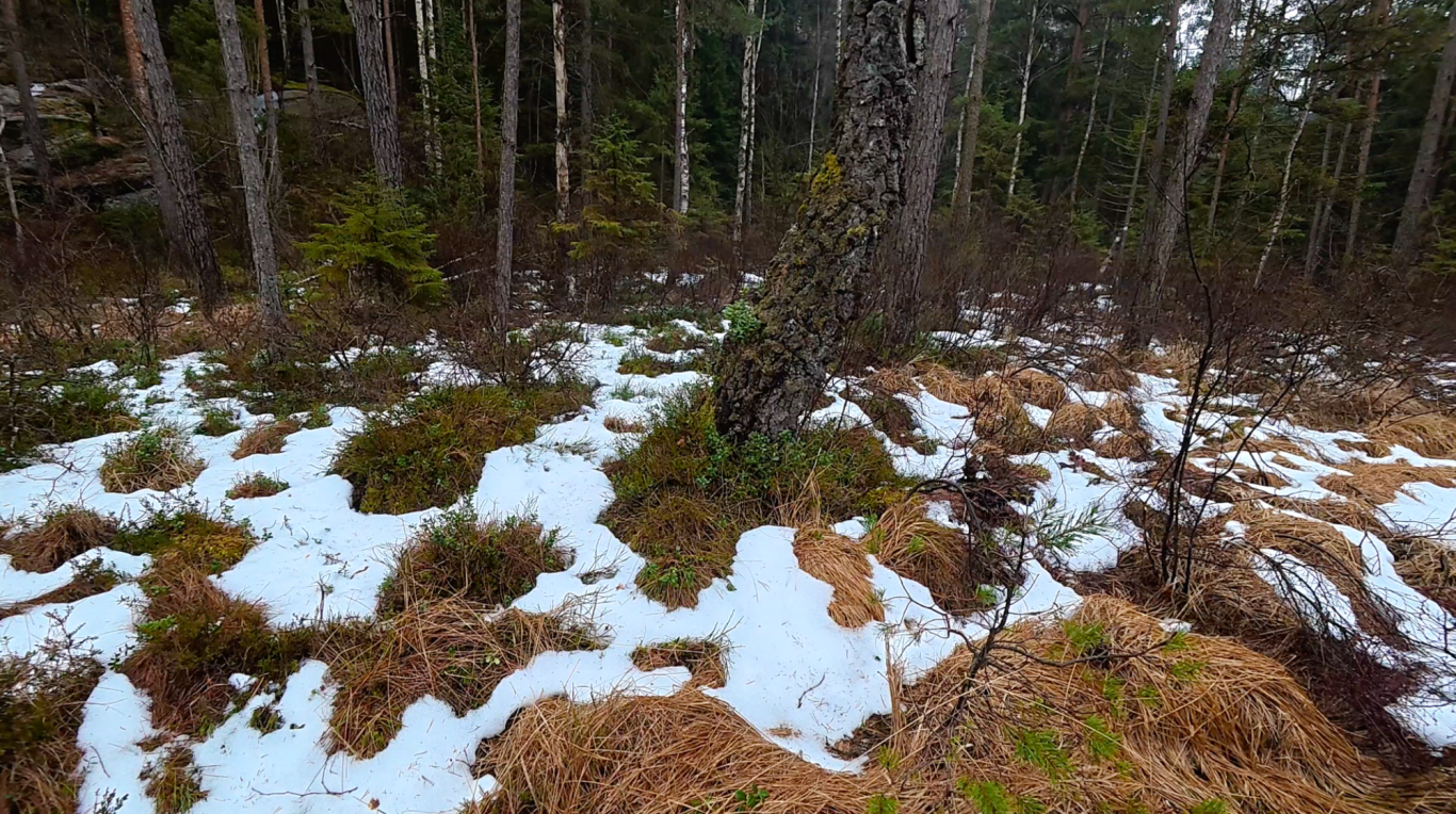 Snö i skogen Snötäckt mark med gräs och träd i en skogsmiljö.