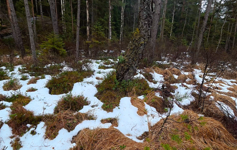 Snötäckt mark med grön vegetation och trädkäppar i en skogsmiljö.
