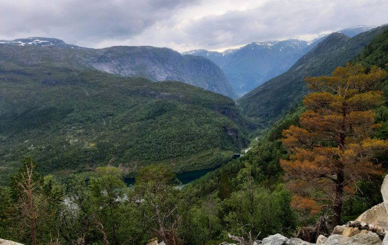Dalgång med berg och tät skog under en molnig himmel. En ensam brunspräcklig gran syns.
