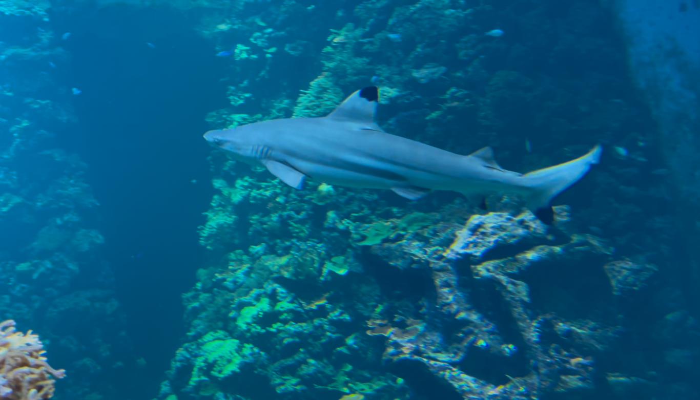 Revhaj i Akvariet Grå haj simmar genom klart vatten nära korallrev.