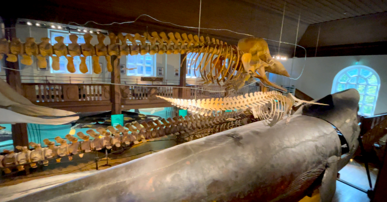 Skelett av valar hängande i ett museum med flera uppstoppade djur.