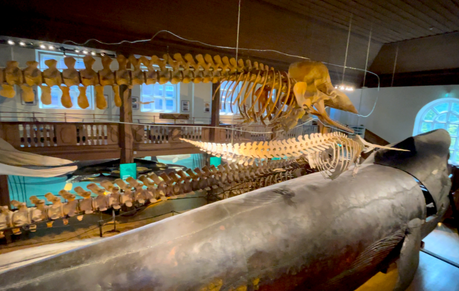 3 Skelett av valar och den så kallade malmska valen, världens första monterade blåval i en utställning på Göteborgs Naturhistoriska Museum.