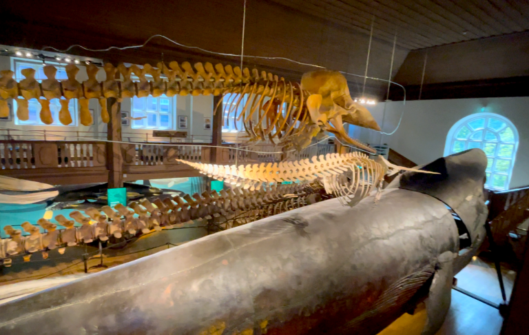 Valar och skelett från marina djur i ett museum.
