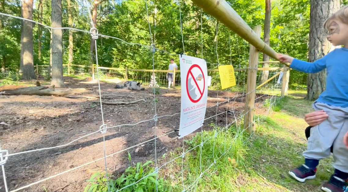 Grisar vid Vallarnas Friluftsområde Ett barn står bredvid en avspärrning med en skylt som varnar för att inte klappa djur.