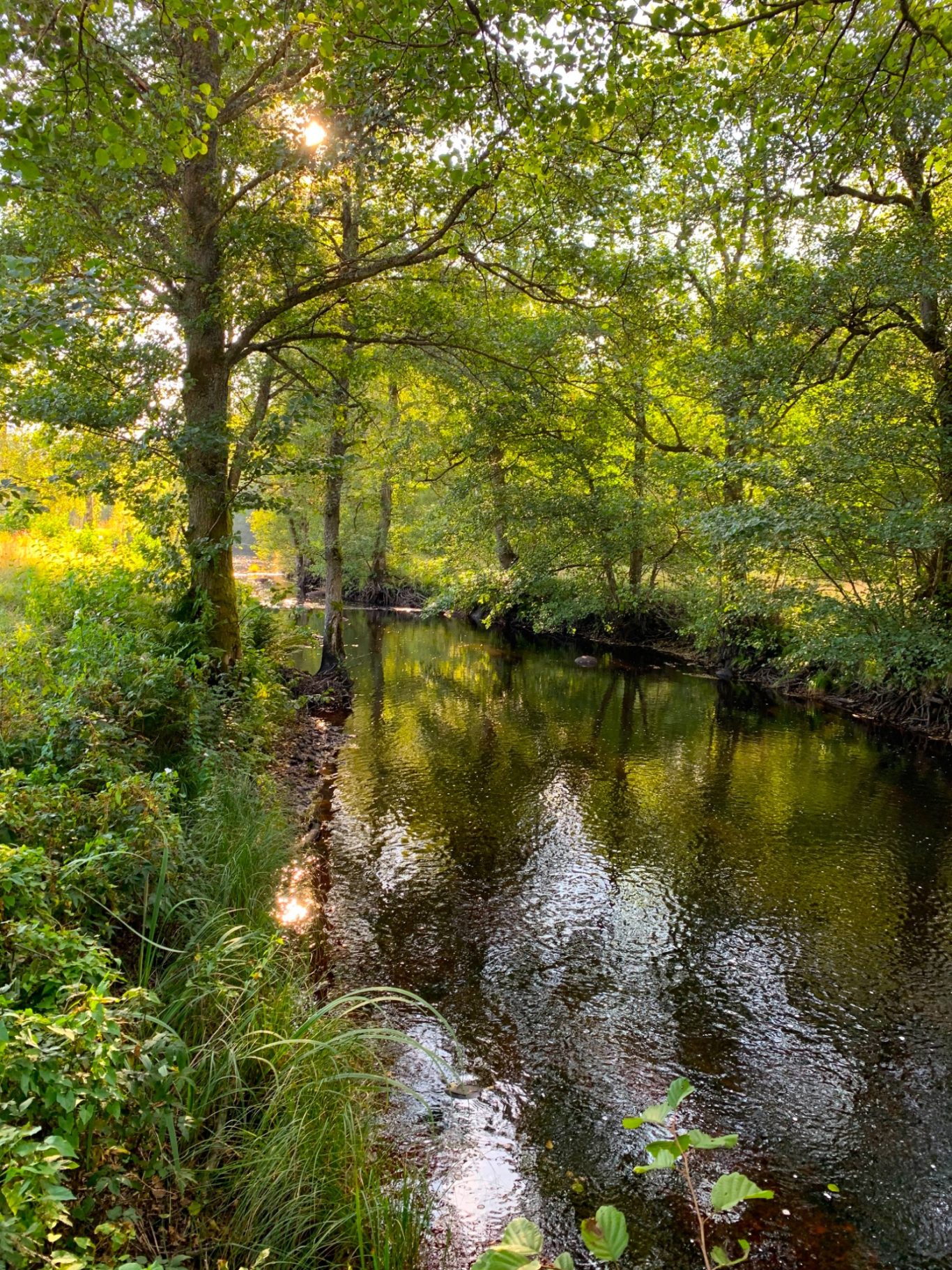 Vänneån vid Sunnedamm Sportfiske Lummig skog vid en stilla flod med reflektioner av omgivningen.