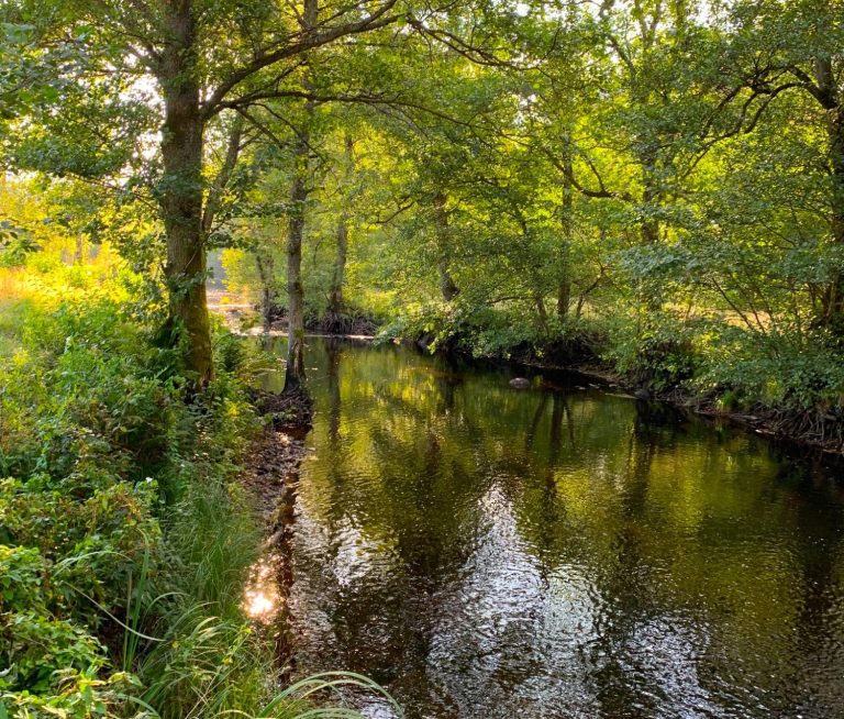 Lugnt vattendrag omgiven av grönska och träd i mjukt ljus.