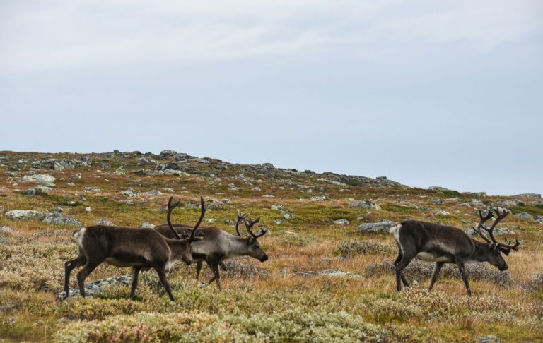 Renar går över en vidsträckt, grön och gul landskap med stenar i bakgrunden.
