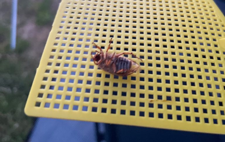 En grönsaksbin sitter på en gul nätplatta.