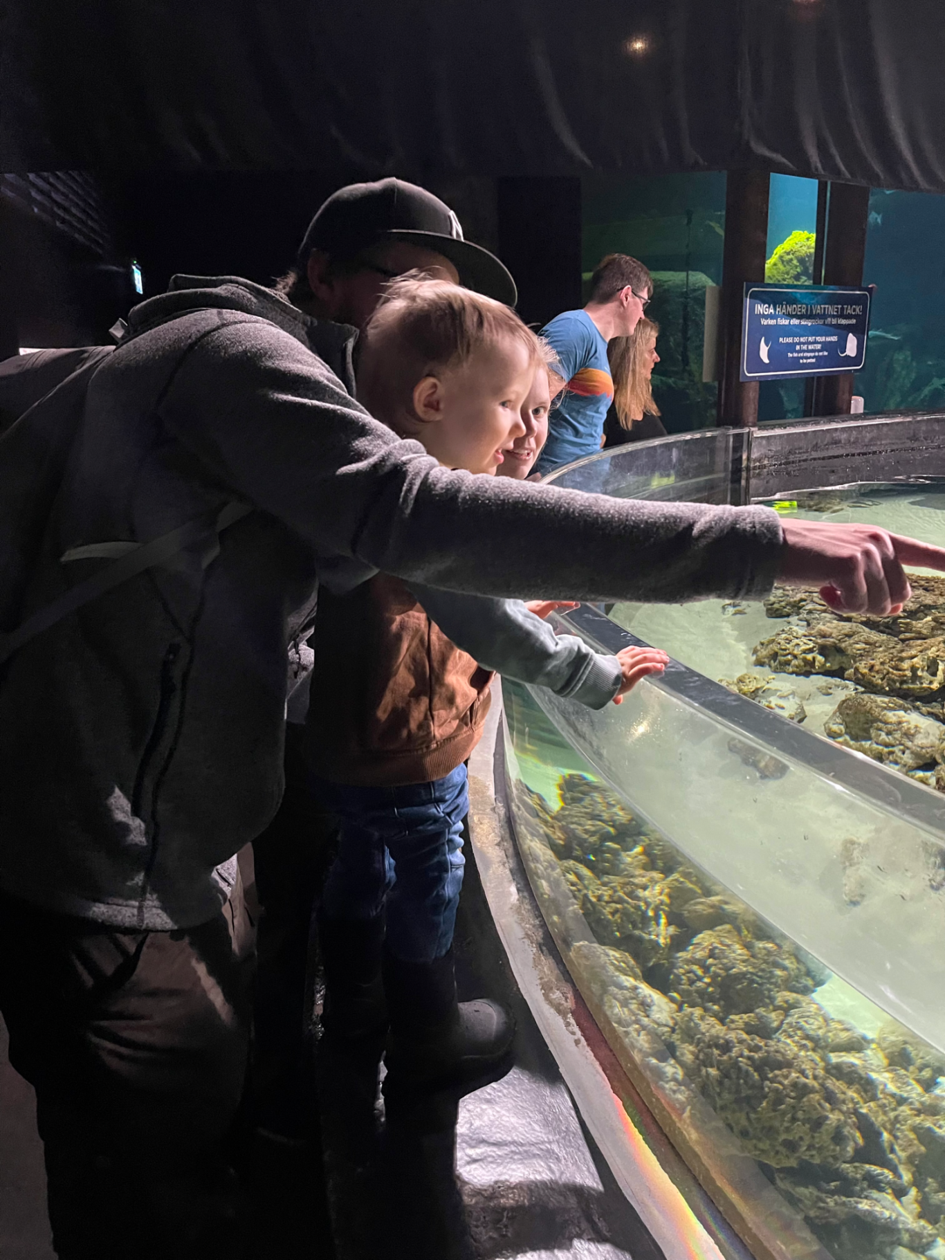 Akvariet på Universeum En vuxen och ett barn tittar på koraller i ett akvarium.