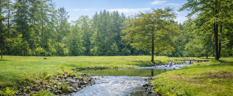 Lummig äng med en å och träd i soligt väder.