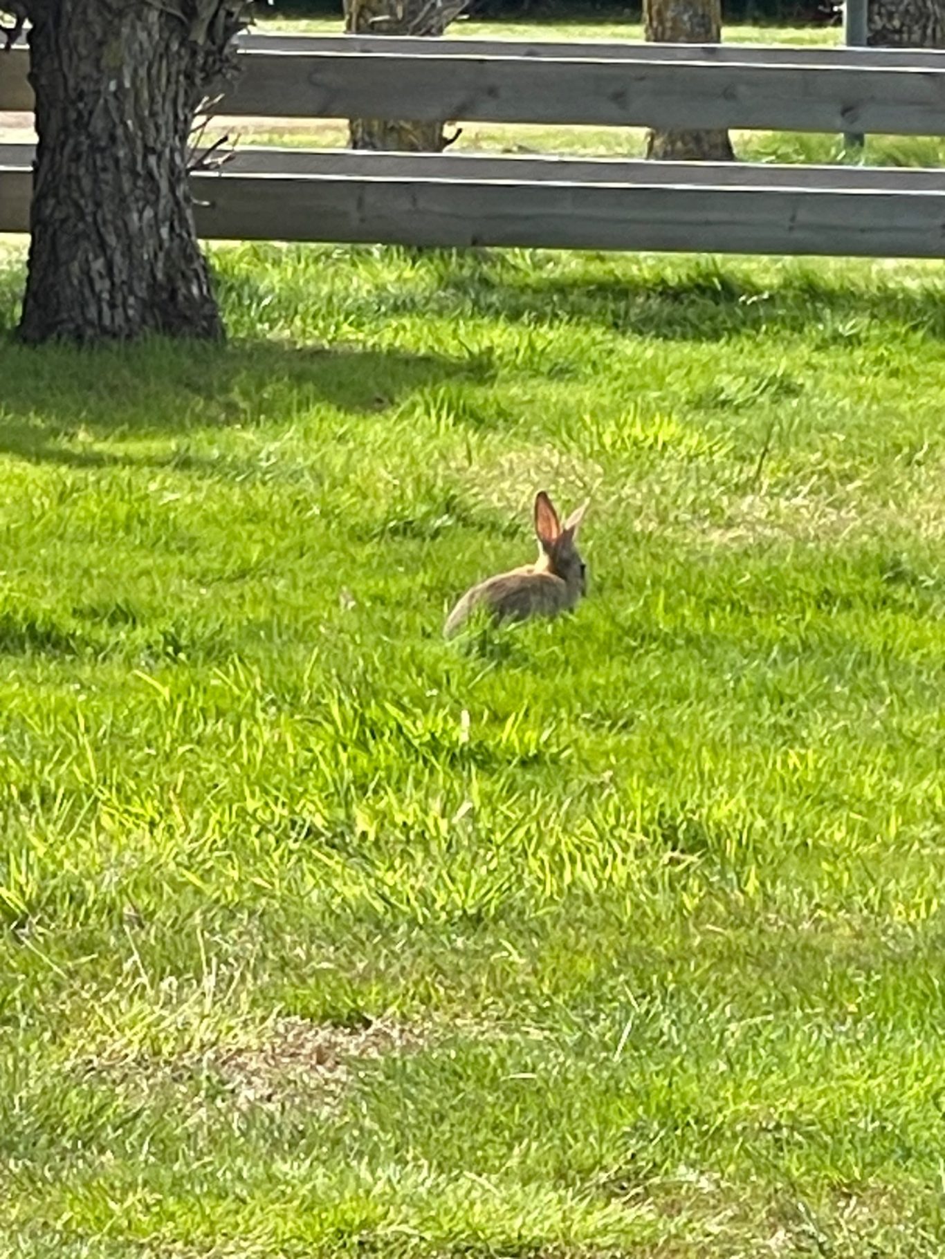 Kanin En hare står på grön gräsmark, omgiven av träd och en stängsel.