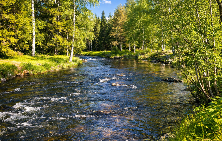 En flod rinner genom en grönskande skog med soliga träd och klarblå himmel.