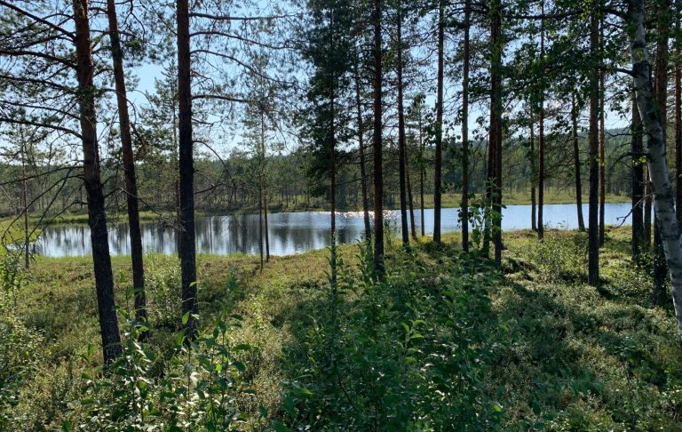 En sjö omgiven av träd och grönska i dagsljus.