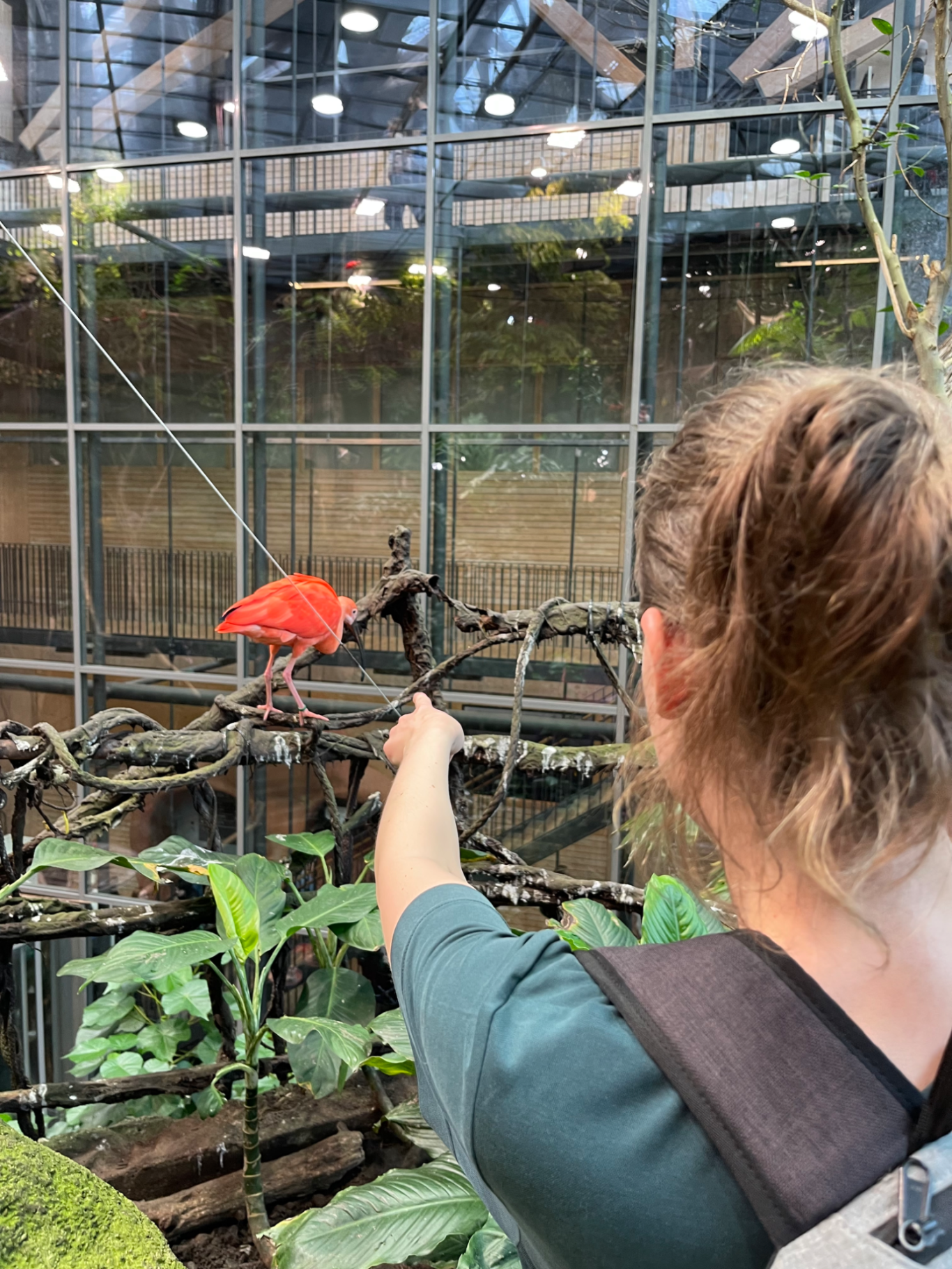 Fågel En person pekar på en röd fågel i en växthusmiljö.