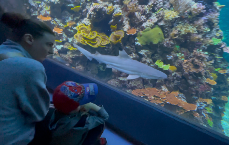 En vuxen och ett barn tittar på en haj i ett akvarium med färgglada koraller.