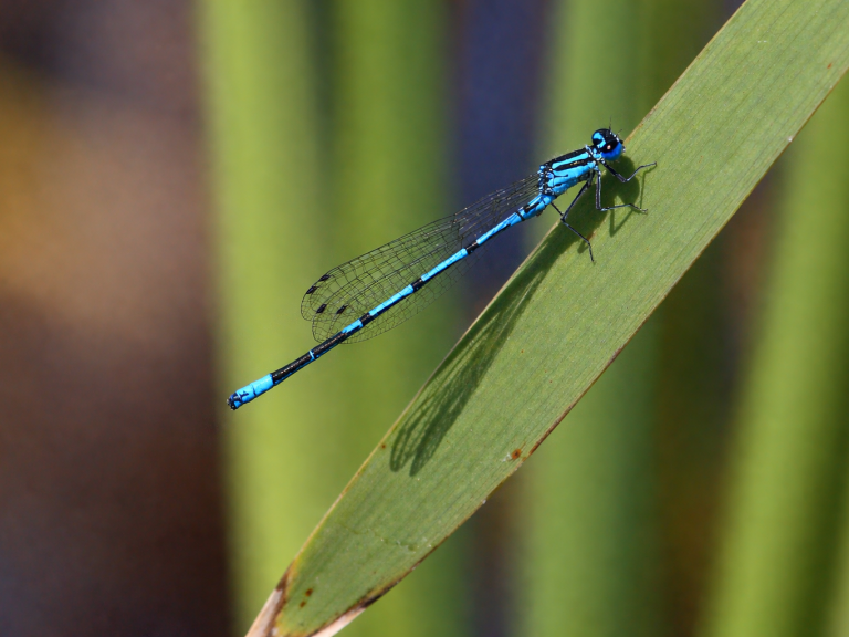 Blå flickslända sitter på ett grönt grässtrå med skuggaspegel.