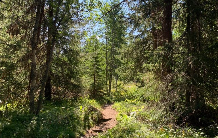 Stig genom en grönskande skog med träd och soligt väder.