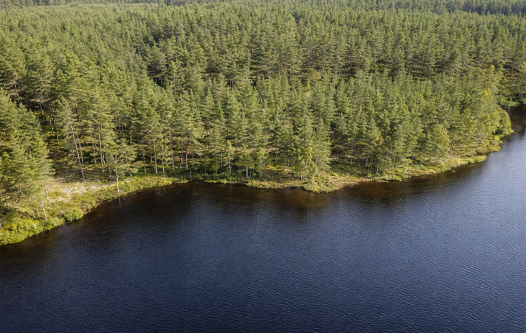 Skogsområde vid en sjö med tät vegetation och spegelblanka vattenytor.