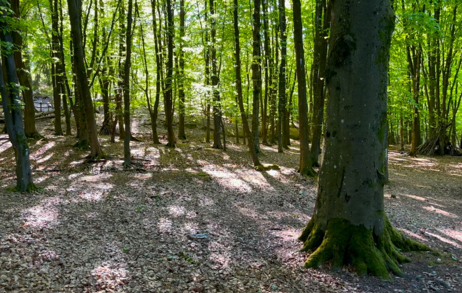 Lummig skog med trädkronor, mjukt ljus och skuggor på marken täckt av löv.