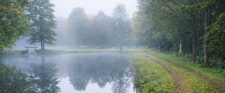 Dimma över en stilla sjö omgiven av träd och en grusväg.