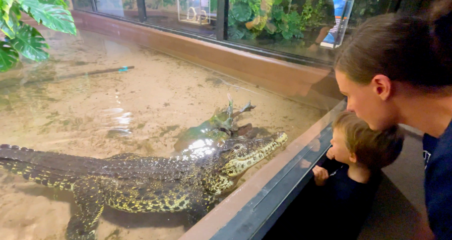 En vuxen och ett barn observerar en krokodil i ett akvarium.
